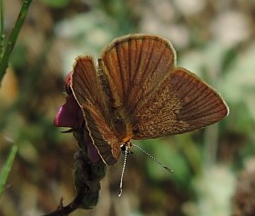 Ripart's Anomalous Blue-Southern Valleys - Polyommatus ripartii © Teresa Farino